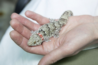 Illustration for article titled Russia's Space Agency Is Helping Geckos Get It On In Microgravity